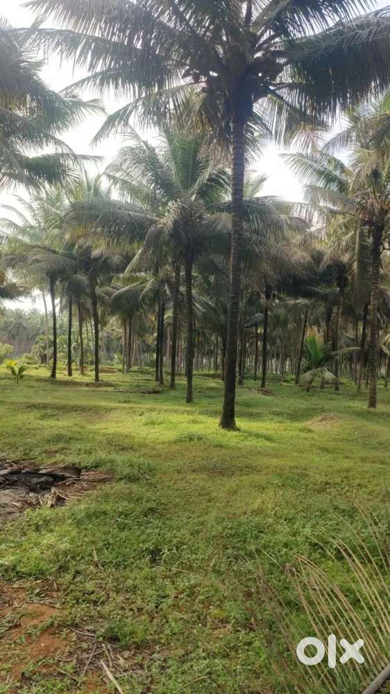 Low purged coconut property sales