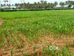 Land / Agricultural land