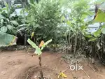Plot for sale