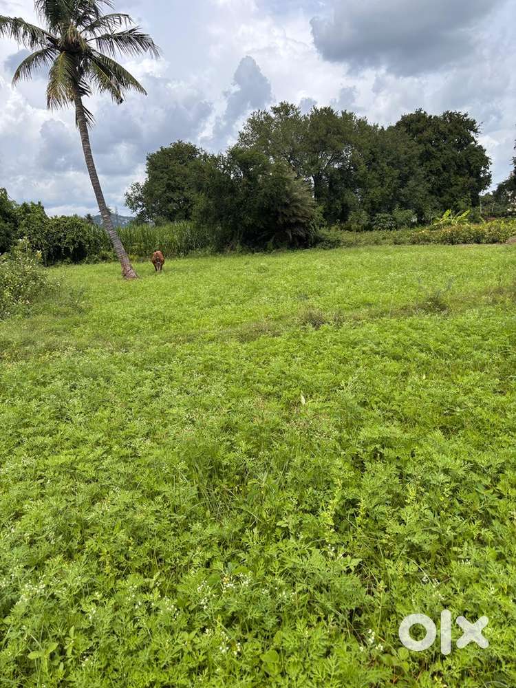 Plot for sale near by “KENDRIYA VIDYALA CENTRAL SCHOOL” Santhapet,CTR