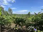 3.5 ACRE COFFEE LAND FOR SALE IN MEENANGADI