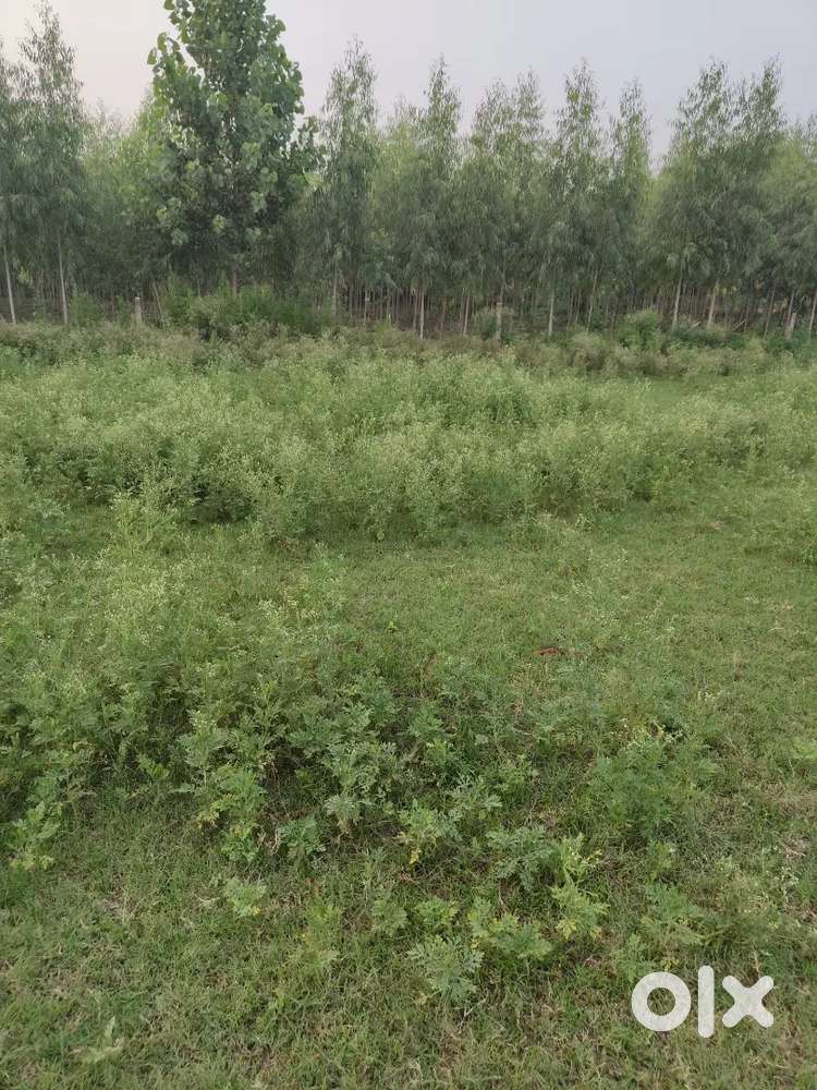 Plot for urgent sale