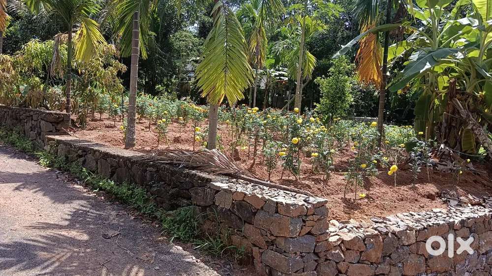 Angamaly Karukutty edakkunnu