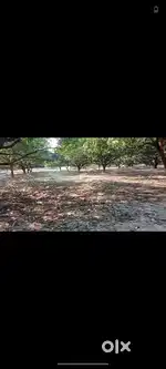 Aam ki bagh