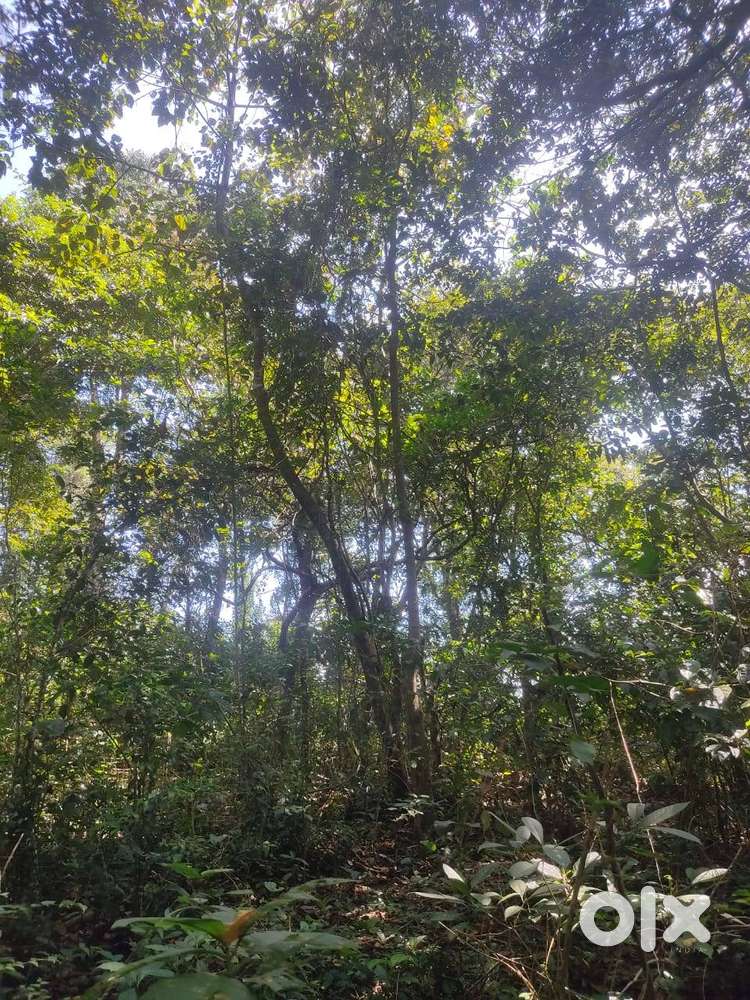 Land for sale in sullia Taluk, Guthigar via.