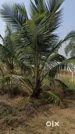 Farm land with emi options
