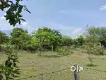 5 CENT HOUSE PLOT PHARUMBU 4.5 LAKHS