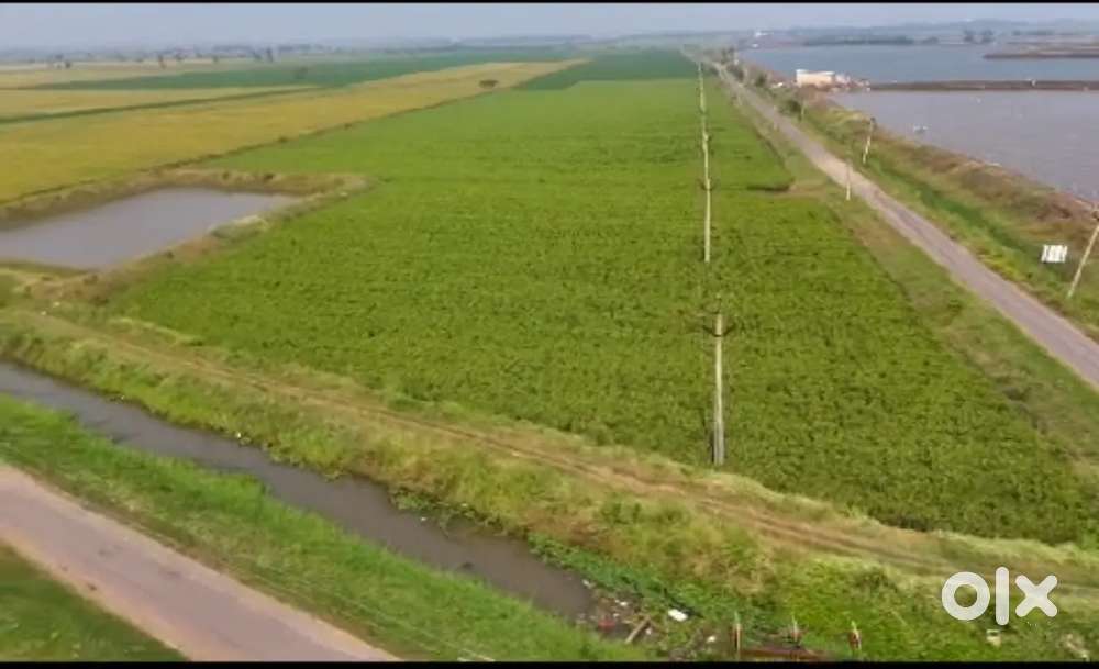 Agriculture land for sale in Kommanamolu