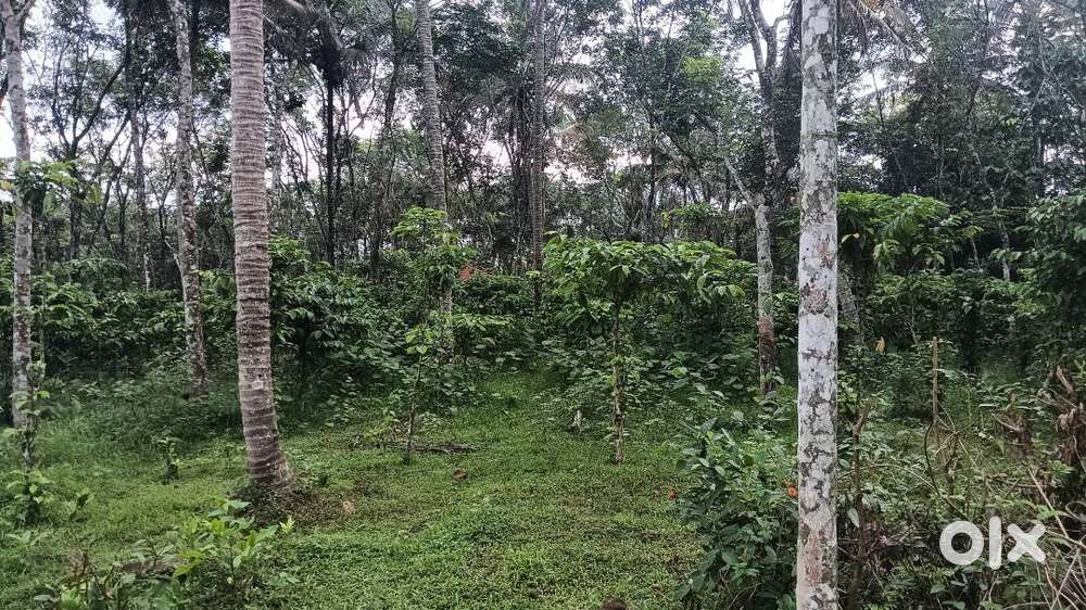 50 cent land coffee,  coconut and rubber near kelpeta