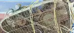 Borewell Electric compresor mottor