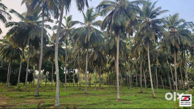 Coconut farmland for sale in Kozhinjampara, Palakkad