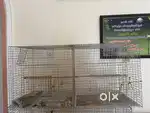 Birds Cage