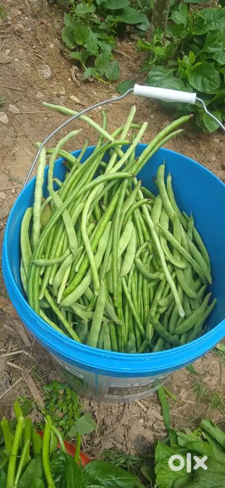 Agar aako apne gharkeliye partime cook (nepali) chaiye to, contact