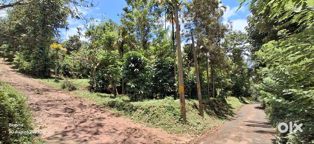 40 Cents House plot near Nadavayal close to bus route for 15 Lakhs.