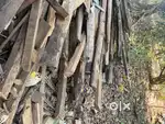 Wooden logs  roofing