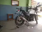 Himalayan For Sale