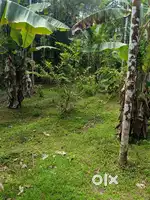 Urgent sale for plot