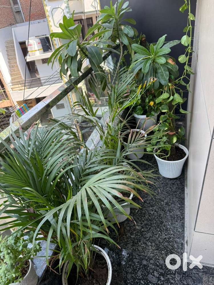 15 plants new in condition