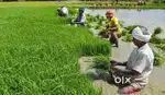 Agriculture land near kakod Bulandshahr