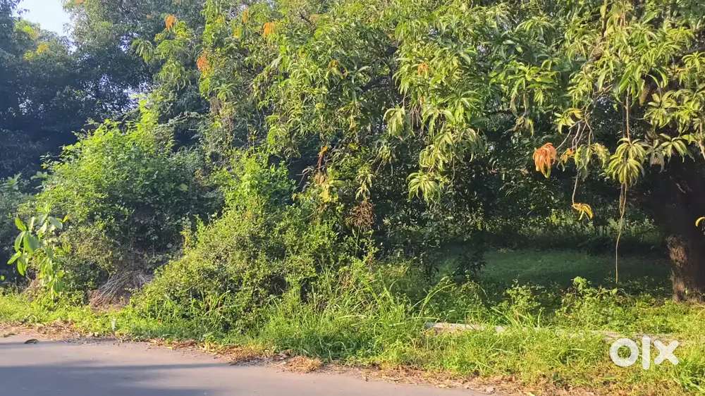 15 acre mango farming plot for sell (per acre 90 lac)