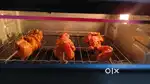 Oven toaster grill(otg)