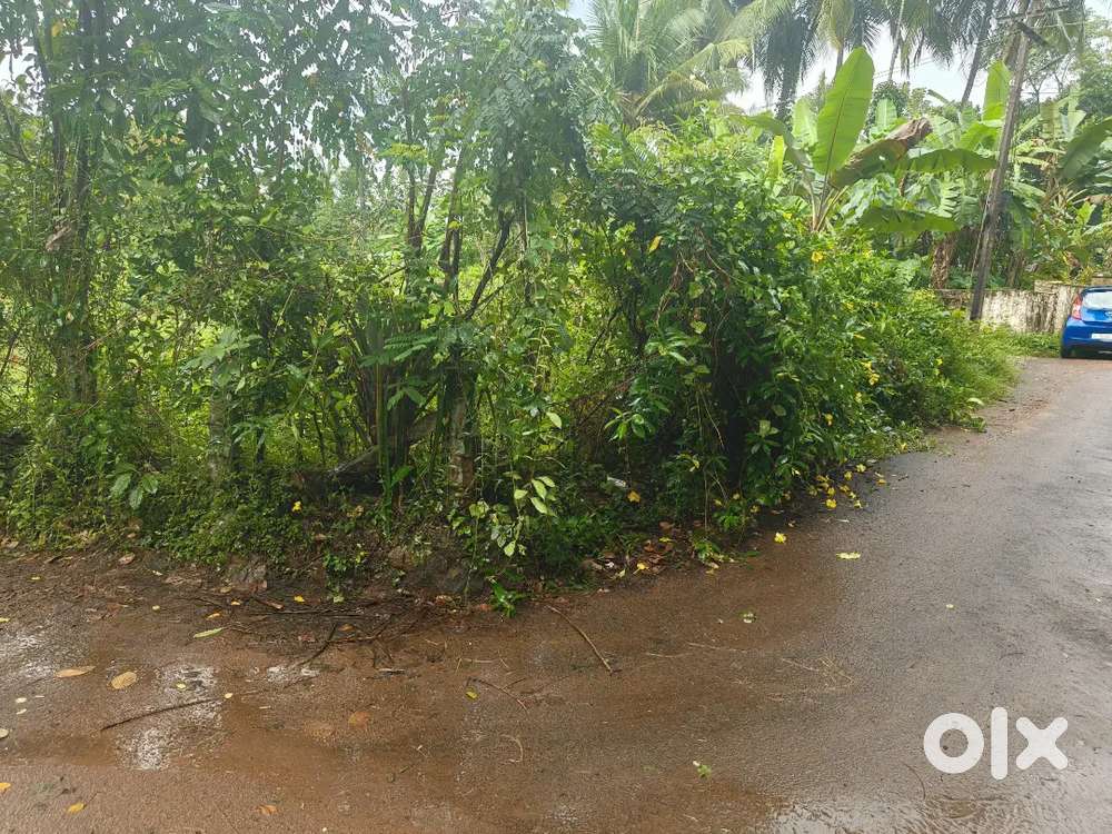 13.5 സെന്റ് house പ്ലോട്ട് for sale@ ശ്രീകൃഷ്ണപുരം