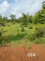 Kaju field