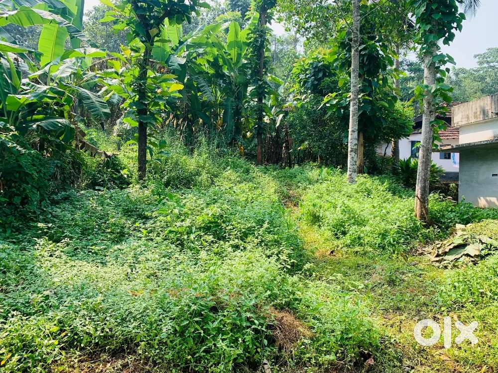 25 cent Land For Sale@Kothachira, Perumpilav
