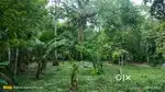 15 cent Plot for sale in Kanjani Thrissur