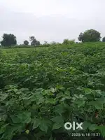 AGRICULTURE FARM 30.20 ACRE