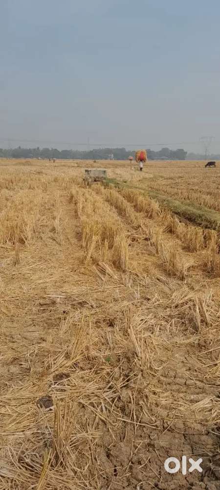 Urgent sell Agriculture Land in Debra