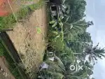 5 Cent plot for sale