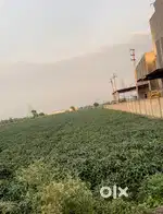 1 Bigha Industrial/Commercial Plot  60 ft Front  Dhamnay Road