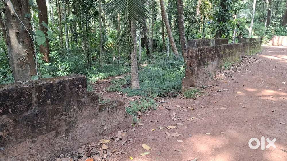 50cent land.. Coconut, mango tree and ext... Near to makkankavue, vall