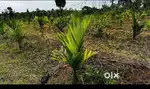 Sakleshpura-3 acres well maintained farm land