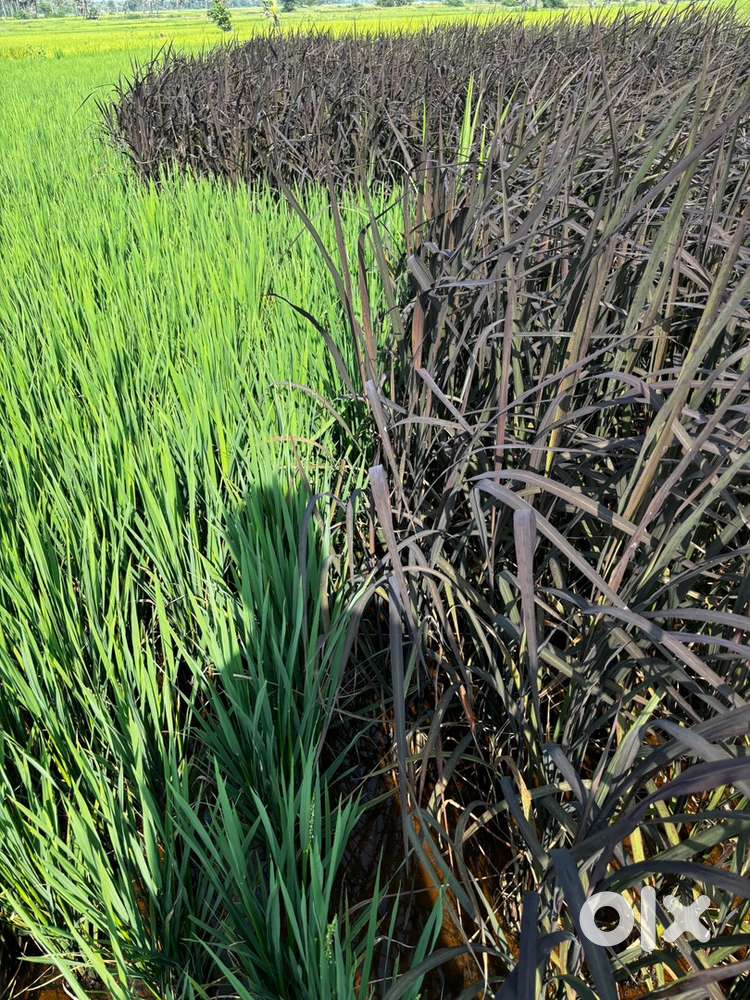 NH side land for sale