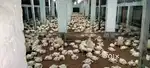 8000 Sq Ft Ready Poultry Farm Shed with Full Setup on Rent...
