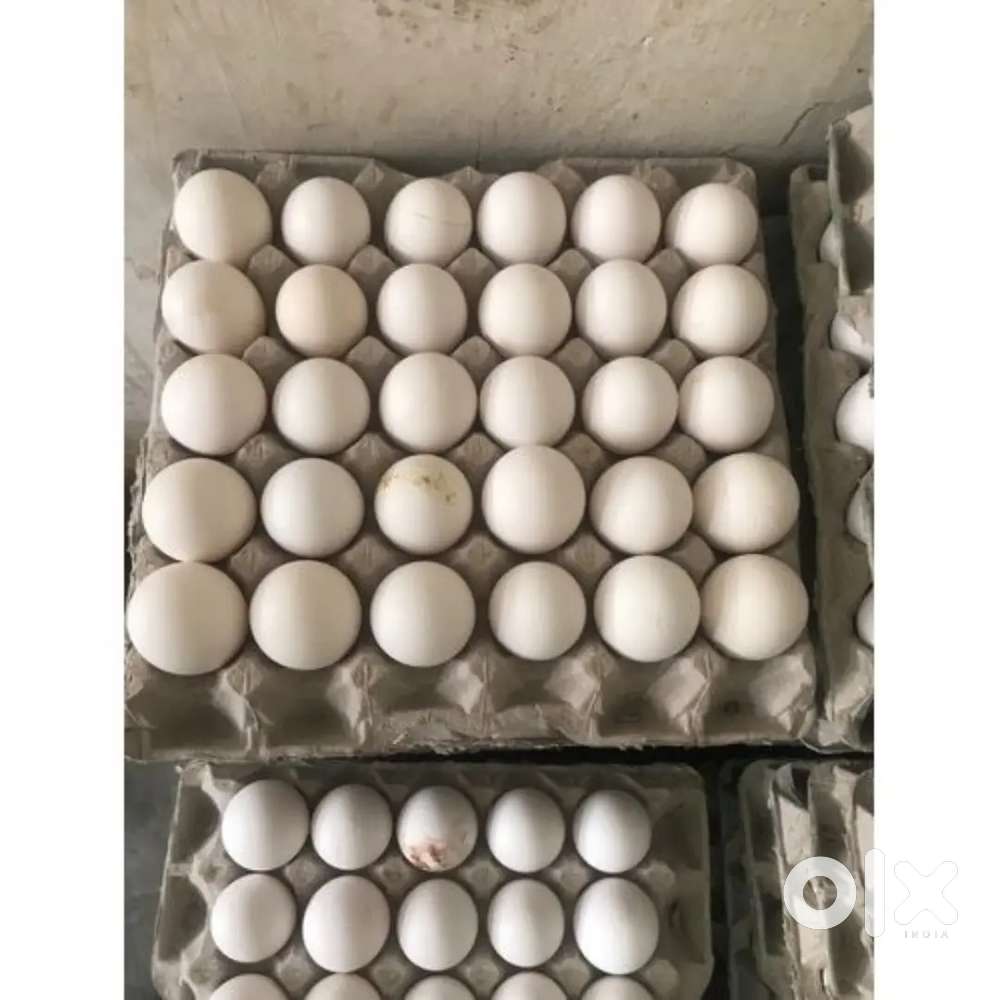 Rahne ki suvidha + Sahi se kaam karne par our bhi offer mil sakta hai