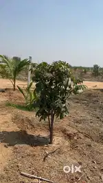 Open plots at low cost with resort