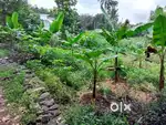 House Plot For Sale in Kalathukadavu
