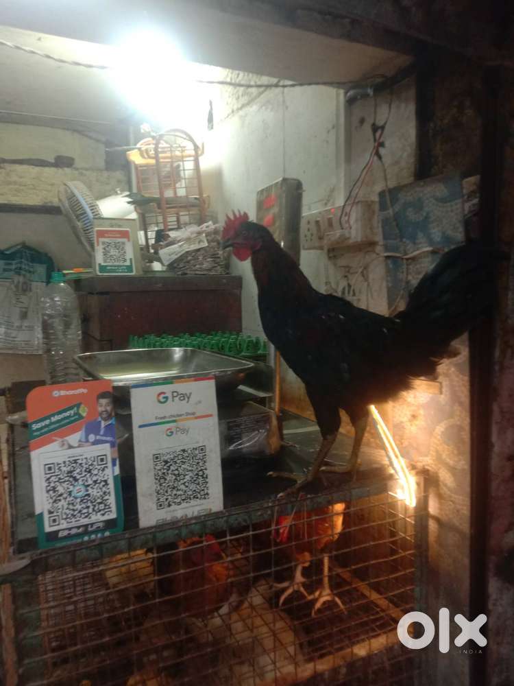 Chicken Shop Helper / Assistant Needed – Teen Haat Naka, Thane