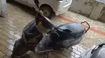 Grey colour,Good condition