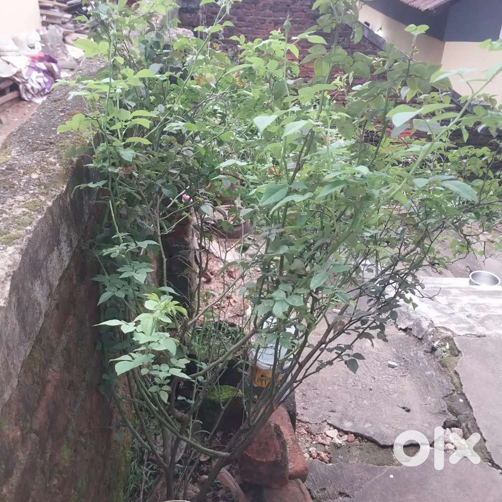 Tution for 1 to 10 and humanities