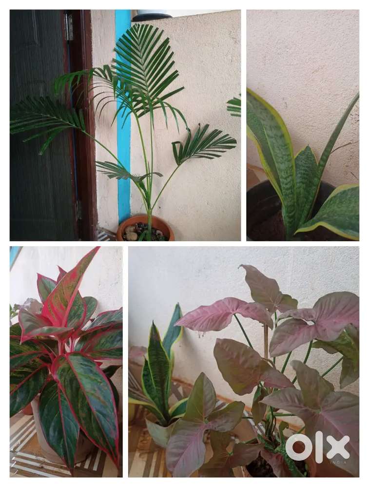Indoor Green Plants – Air Purifier & Vastu Friendly  Home-Grown