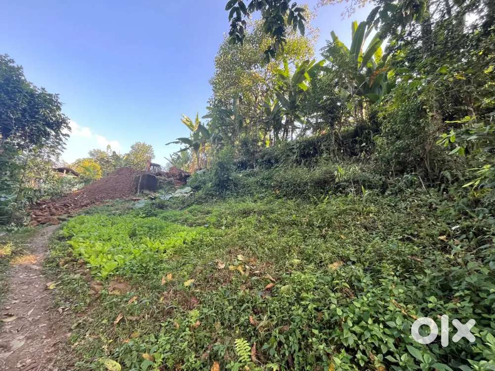 samsabung (NandgaonBAC)( price negotiable)