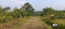 14 Acres of newly planted coffee and areca plantation for sale