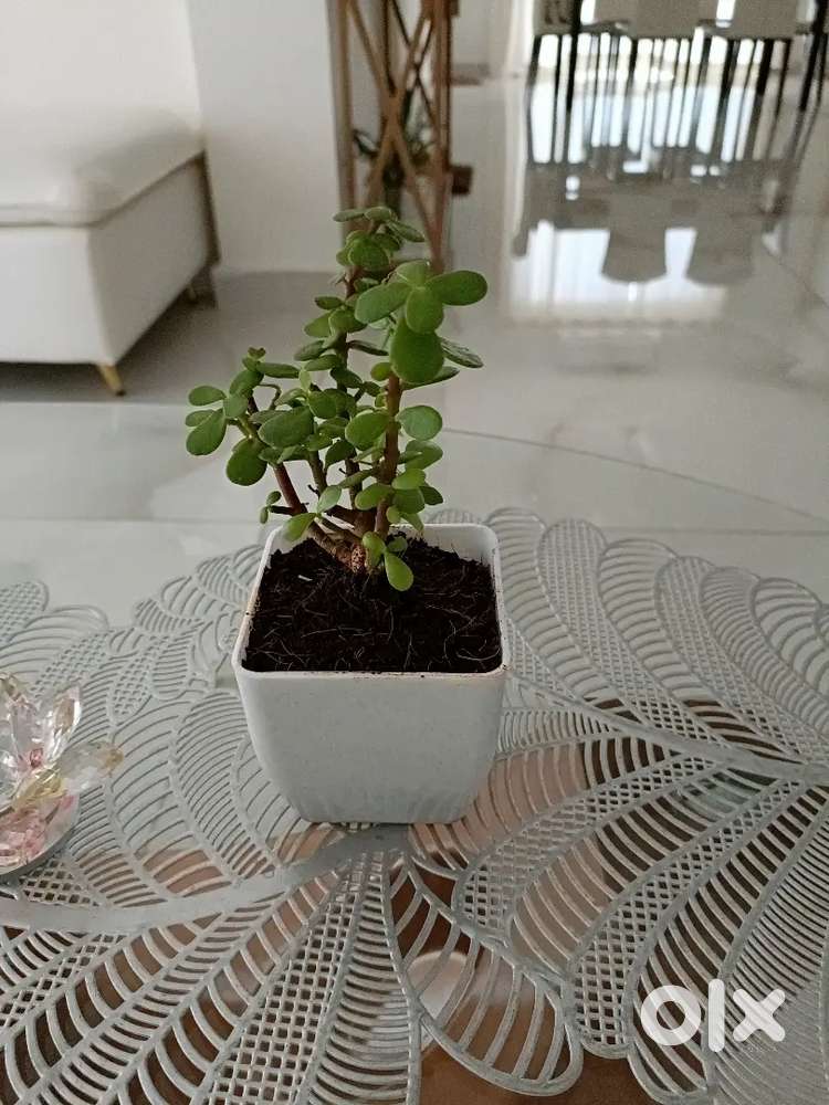 Need a care taker for building