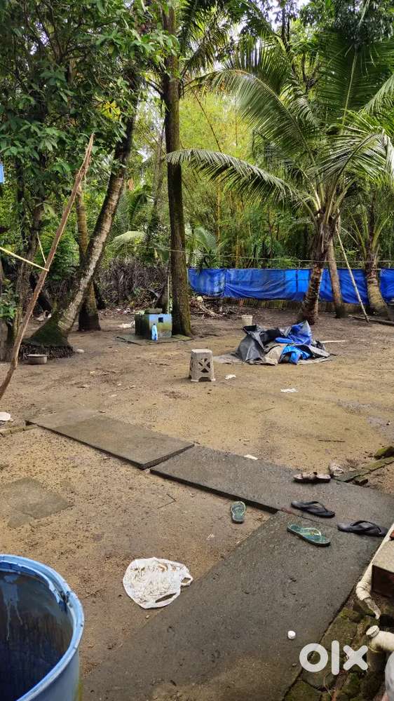 8 cent shaped plot in varapuzha. Residential Area