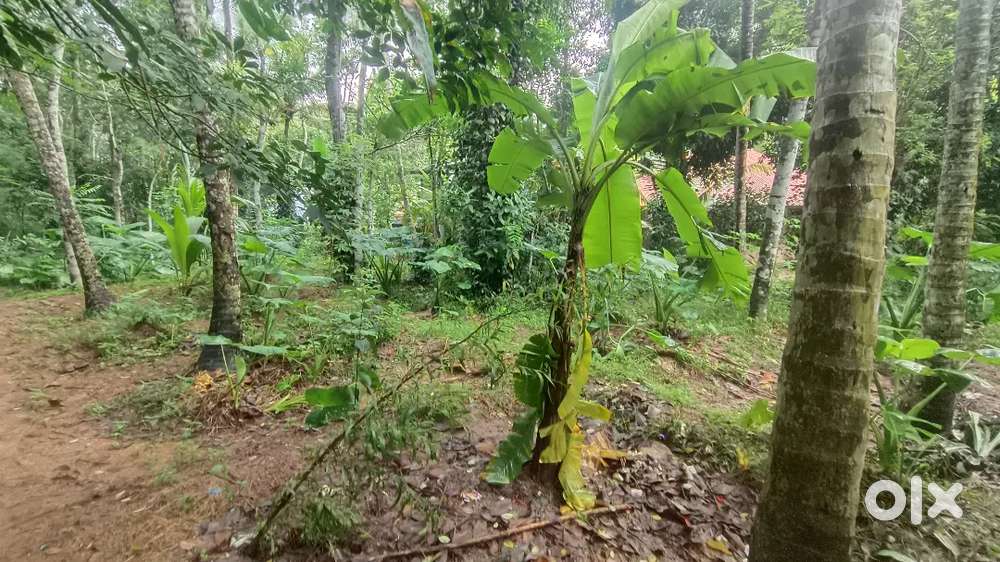 Lande sale 9 cent near neyyattinkara