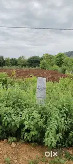 Farming land